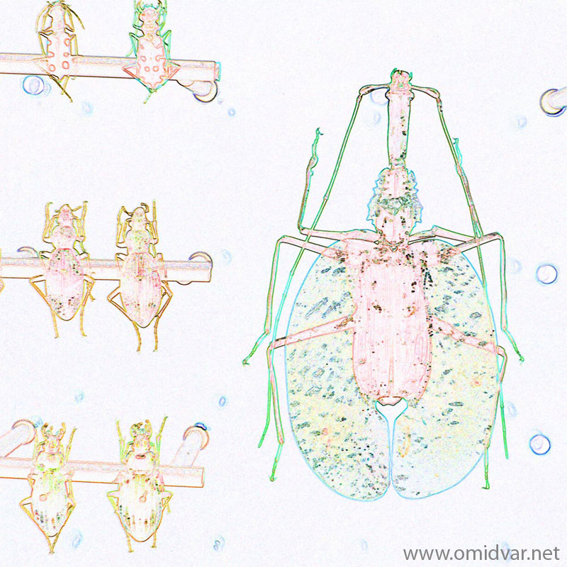 Digital painting of insects from "musee de histoire sciences naturelles de paris"