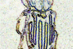 Digital painting of insects from "musee de histoire sciences naturelles de paris"