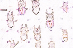 Digital painting of insects from "musee de histoire sciences naturelles de paris"
