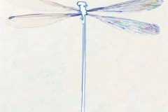Digital painting of insects from "musee de histoire sciences naturelles de paris"