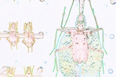 Digital painting of insects from "musee de histoire sciences naturelles de paris"