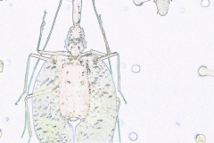 Digital painting of insects from "musee de histoire sciences naturelles de paris"