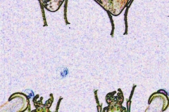 Digital painting of insects from "musee de histoire sciences naturelles de paris"