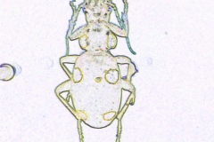 Digital painting of insects from "musee de histoire sciences naturelles de paris"