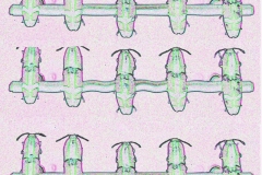 Digital painting of insects from "musee de histoire sciences naturelles de paris"