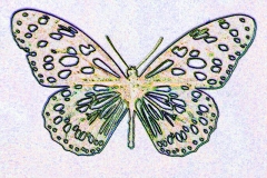 Digital painting of insects from "musee de histoire sciences naturelles de paris"