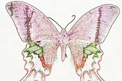 Digital painting of insects from "musee de histoire sciences naturelles de paris"