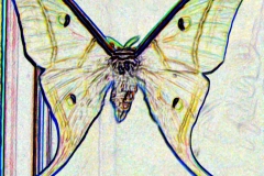 Digital painting of insects from "musee de histoire sciences naturelles de paris"