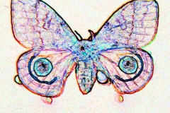 Digital painting of insects from "musee de histoire sciences naturelles de paris"