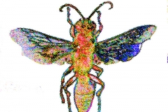 Digital painting of insects from "musee de histoire sciences naturelles de paris"