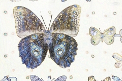 Digital painting of insects from "musee de histoire sciences naturelles de paris"