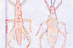 Digital painting of insects from "musee de histoire sciences naturelles de paris"