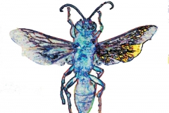 Digital painting of insects from "musee de histoire sciences naturelles de paris"