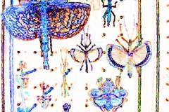Digital painting of insects from "musee de histoire sciences naturelles de paris"
