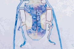 Digital painting of insects from "musee de histoire sciences naturelles de paris"