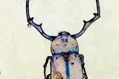 Digital painting of insects from "musee de histoire sciences naturelles de paris"