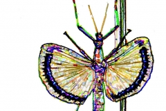 Digital painting of insects from "musee de histoire sciences naturelles de paris"