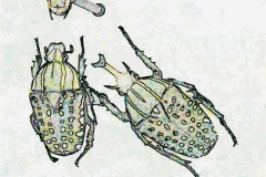 Digital painting of insects from "musee de histoire sciences naturelles de paris"