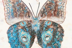 Digital painting of insects from "musee de histoire sciences naturelles de paris"