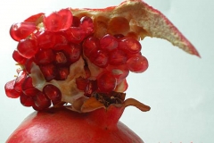 Pomegranate