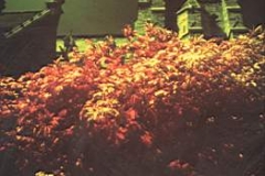 1976 in paris .infra red photography